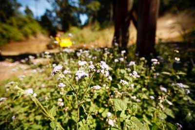 9-May-2009;ARC;Australia;Australian-Rally-Championship;IROQ;Imbil;International-Rally-Of-Queensland;QLD;Queensland;Rally-Queensland;Sunshine-Coast;auto;bush;detail;flowers;motorsport;racing;schrub;special-stage;view;wide-angle