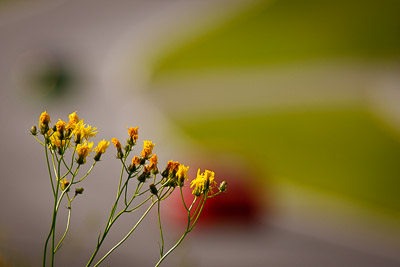 12-August-2011;ADAC-Masters;Austria;Red-Bull-Ring;Spielberg;Styria;atmosphere;auto;circuit;detail;flora;flower;motorsport;racing;super-telephoto;track;Österreich