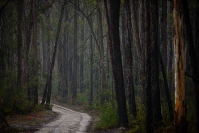 30-November-2019;Alpine-Rally;Australia;Gippsland;Rally;VIC;auto;classic;forest;historic;landscape;motorsport;racing;road;scenery;special-stage;stage;super-telephoto;trees;vintage