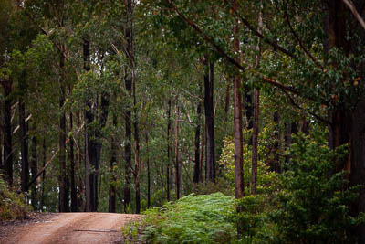 30-November-2019;Alpine-Rally;Australia;Gippsland;Rally;VIC;auto;classic;forest;historic;landscape;motorsport;racing;road;scenery;special-stage;stage;super-telephoto;trees;vintage